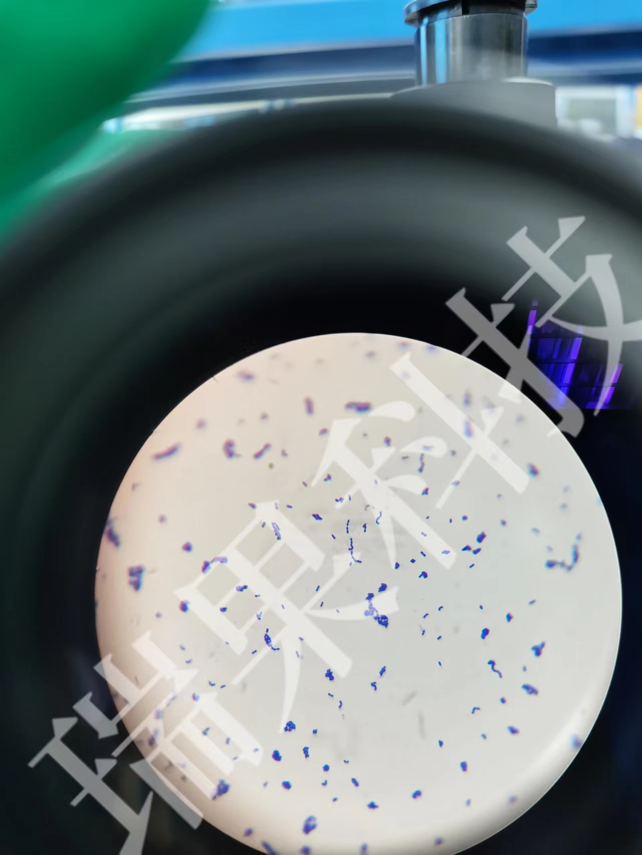 糞腸球菌革蘭氏染色